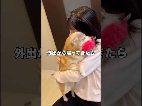 帰宅すると必ずおもちゃを探し咥えてからお出迎えしてくれる豆柴 豆柴 柴犬 いぬのきもち shorts サムネイル