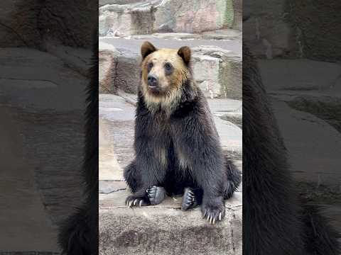 shorts 前でお座りしてくれたのがお浜ちゃん？　エゾヒグマ　浜松市動物園にて　2026年4月5日 サムネイル