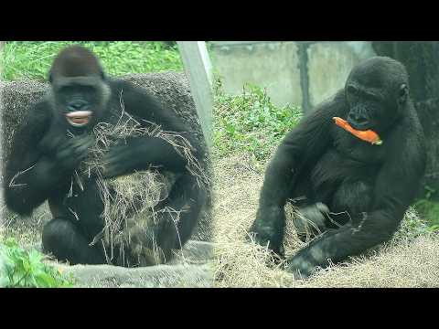 Gorilla Ringo building a nest while eating carrot, Tayari f… サムネイル