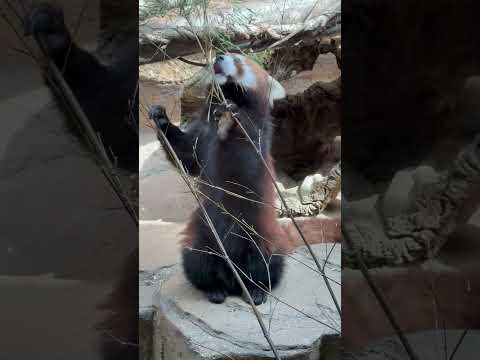 shorts おなかが空いたらしい14時過ぎのモナカちゃん　レッサーパンダ　那須どうぶつ王国にて　2026年4月24日 サムネイル