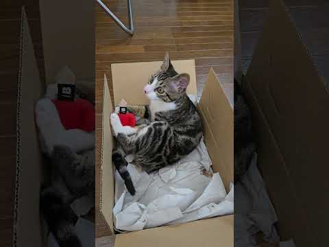 今日のキビ。体重2.6kgで変わらず cat kitten 猫 子猫 仔猫 子猫の体重 ibukikohaku 癒し… サムネイル