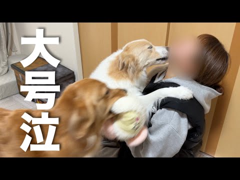 3時間のお留守番でもママと離れるのが寂しくて泣いちゃった犬...【ゴールデンレトリバー・ボーダーコリー】 サムネイル