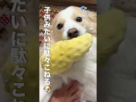 子供みたいに駄々をこねて帰宅拒否する犬...【ボーダーコリー・ゴールデンレトリバー】 サムネイル