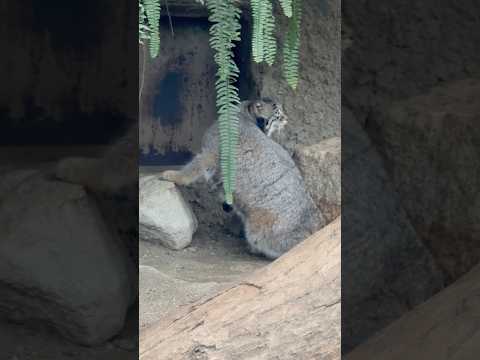shorts 小石と遊ぶオトちゃん☺️ マヌルネコ　神戸どうぶつ王国にて　2025年12月29日 サムネイル
