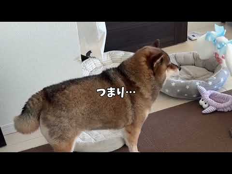 柴犬が転倒！その時彼女が思ったことは⁉︎ サムネイル