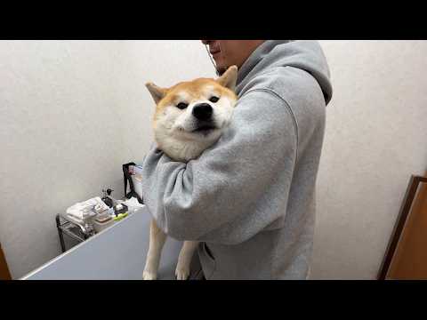 注射を打たれてから１分後…。時間差で「痛い！」と大絶叫する柴犬 サムネイル