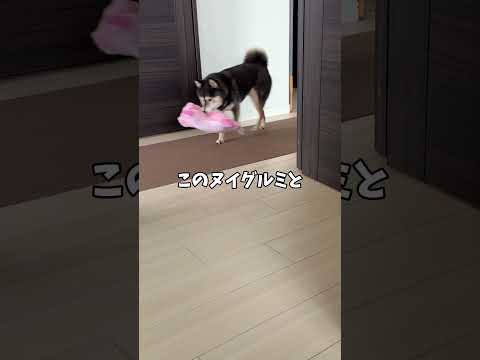 厳しい犬社会｜黒柴を支えてくれていたのは・・・ サムネイル