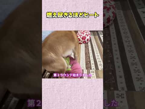 燃え尽きるほどヒート 神戸 shiba shibainu 柴犬 サムネイル