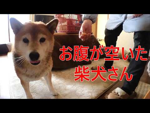 【1091】過去映像：なでなで要求？おやつ要求でした サムネイル