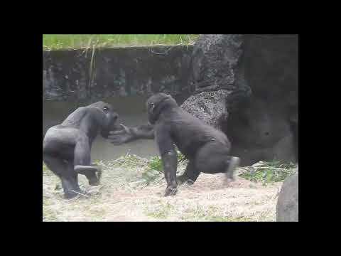gorilla brothers Jabali 5y2m old & Ringo 4y7m old. shorts.… サムネイル