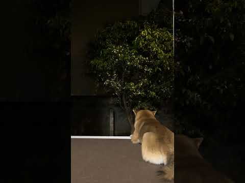 柴犬とん×柚子の花×雨音＝癒し サムネイル
