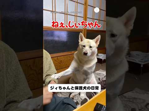 ねえ、ちょっと聞いて｜ジィちゃんと保護犬の日常　保護犬　犬　犬のいる暮らし かわいい犬 いぬ サムネイル
