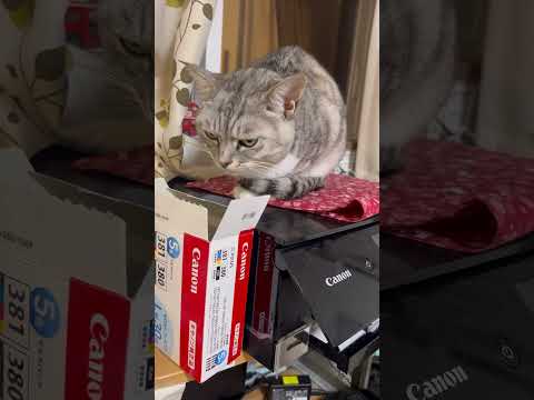 プリンターの上から動かない保護猫　保護猫 サムネイル