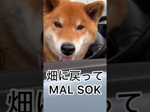 ’26.4.4 力丸の、雨対策…？ 柴犬 shibainu 柴犬のいる暮らし 柴犬の日常 お散歩 眠い犬 力丸 サムネイル