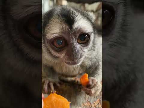 生のにんじんをポリポリと楽しむヨザルのよっちゃん♪shorts おばあちゃん 動物 サムネイル