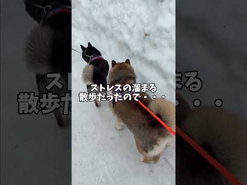 ストレスが溜まった黒柴の行動・・・ サムネイル