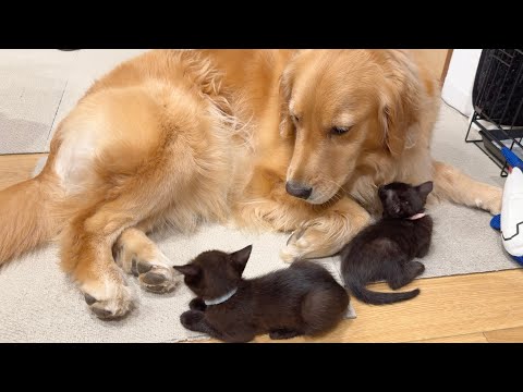 子猫を我が子のように育てようとする大型犬...【ゴールデンレトリバー・ボーダーコリー】