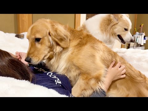 体調を崩した飼い主から片時も離れない犬...『重すぎる愛』で息ができませんw【ゴールデンレトリバー・ボーダーコリー】 サムネイル