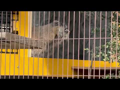 カクカクカクカク☺️ エルくんとミーニャちゃんの息子たち　マヌルネコ　東山動植物園にて　2026年3月13日 サムネイル