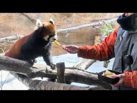 モナカちゃん　リンゴ🍎貰った❣️ 母グミちゃんはイカク❣️ レッサーパンダ　那須どうぶつ王国　2026年2月1日 サムネイル