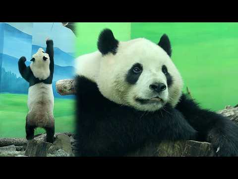 圓寶站斜面木樁辛苦打食成功, 找無紅蘿蔔趴樁休息|Giant Panda Yuan Bao,圆宝,貓熊,大貓熊,大熊貓… サムネイル