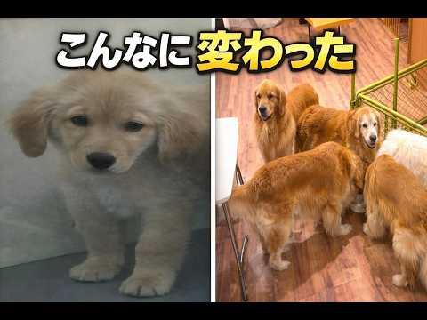 こんなに変わった…うちに来た日の5匹がこちら サムネイル