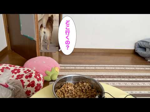 【どこ行くの？】ご飯の準備の最中に飼い主がいなくなっちゃったらどうする　ASMR 兵庫県庁散歩 サムネイル