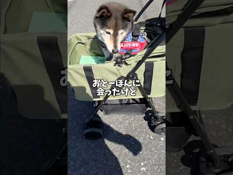 飼い主を盛大にスルーする黒柴😭そのワケは…