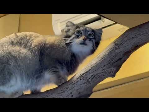 オトちゃん 何にビックリしたの🫢？　マヌルネコ　埼玉県こども動物自然公園にて　2026年5月31日 サムネイル