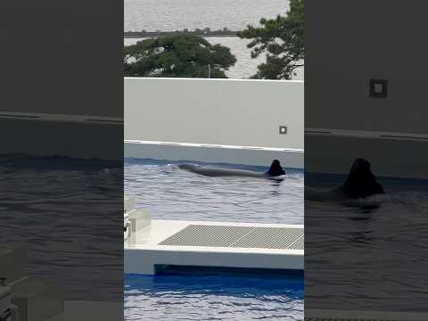 shorts オルカパフォーマンス終了後のステラさん　須磨シーワールド　2025年12月30日 サムネイル