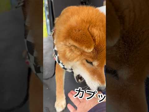 ’26.5.26 力丸のタッチが… 柴犬 shibainu 柴犬のいる暮らし 柴犬の日常 お散歩 タッチ 力丸 サムネイル