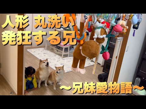 大切なおもちゃを丸洗いされて発狂する柴犬…を優しく励ます２歳児娘 サムネイル