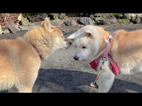 嫁の事が大好きすぎる旦那柴犬＆夫の顔を見ただけで腹が立ってくる鬼嫁柴犬 サムネイル