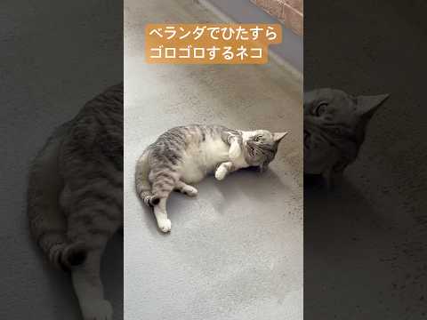 ベランダでひたすらゴロゴロする猫 Itchy cat 保護猫 ねこのいる生活