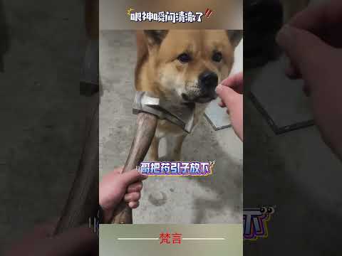 難怪古人說“迎刃而解” 意外 有趣 搞笑 狗狗 amazing funny laugh dog shorts サムネイル
