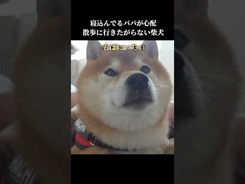 優しい柴犬はパパの異変に気付き散歩に行きたがらず… 癒し 犬のいる生活shibainu サムネイル