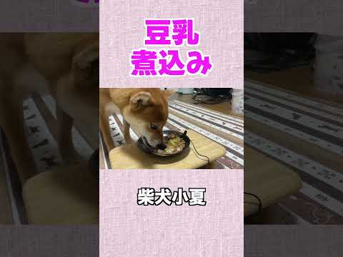 豆乳煮込み 神戸 柴犬 shiba shibainu 癒し サムネイル