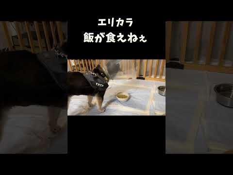 エリカラが邪魔で飯が食えねぇ サムネイル