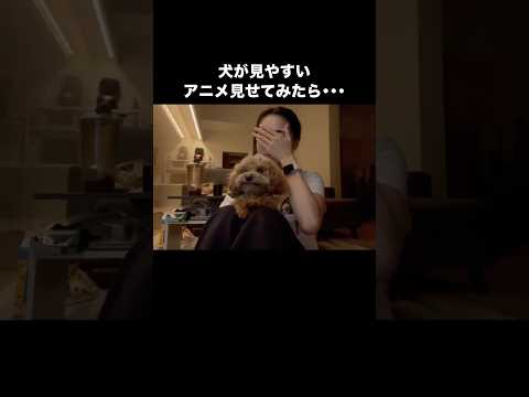 犬が見やすいアニメ見せてみたらちゃんと目で追ってて愛おしすぎて涙出そう トイプードル トイプー 犬が見やすいアニメ s… サムネイル