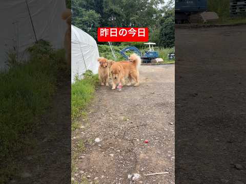 昨日取り返したのに…また取られました🤣