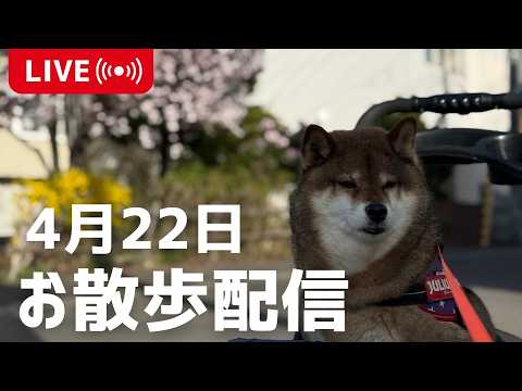 【半日位で消します】4月22日朝の散歩LIVE サムネイル