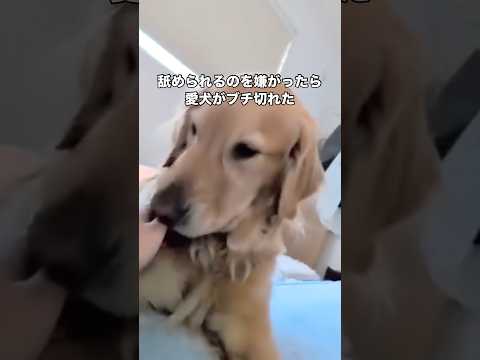 飼い主に舐められるの嫌がられてご機嫌ななめになるゴールデンレトリバーが可愛すぎる件 ゴールデンレトリバー 大型犬 レト… サムネイル