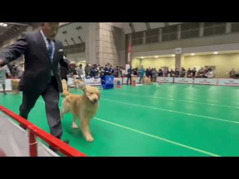 JKC 特別本部展 牡インターミディエイト ゴールデンレトリバー 2025年12月21日 サムネイル