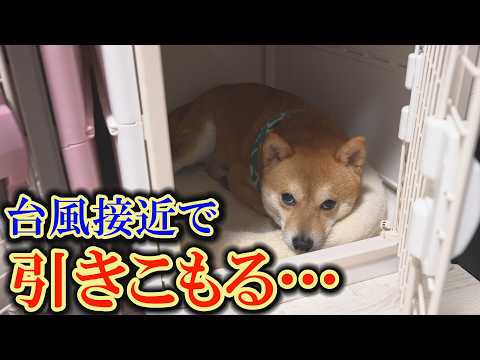 台風未経験の柴犬が危険を予知したのか、ハウスから出て来なくなりました・・・