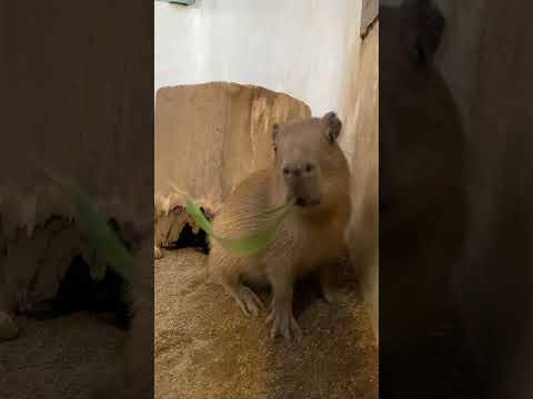 長い笹もモリモリと食べるカピバラベビー♫shorts カピバラ capybara サムネイル
