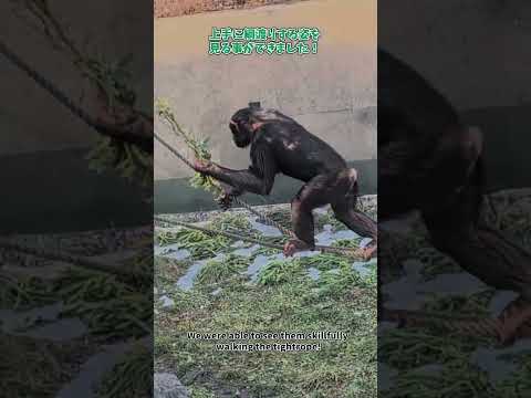 【旭山動物園】ちんぱんじー館🐵[Asahiyama Zoo] Chimpanzee Museum　shorts サムネイル