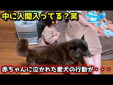 赤ちゃんに泣かれた甲斐犬の行動が面白すぎる、笑 サムネイル
