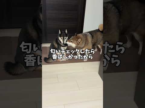 一即触発！黒柴と胡麻柴が大晦日に・・・。 サムネイル