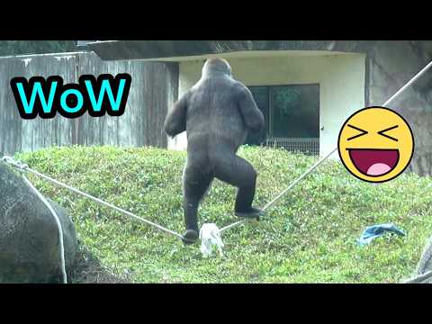 Amasing Gorilla Tayari stood on the rope and did chest beat… サムネイル