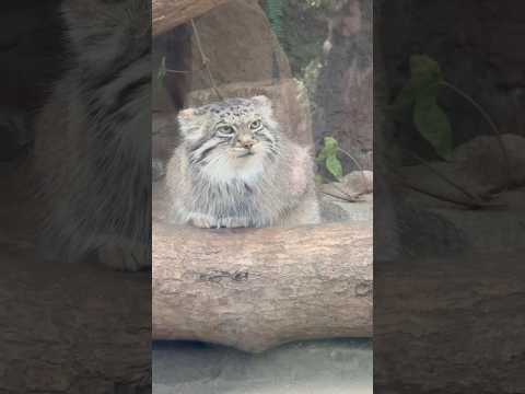 shorts アズちゃん　マヌルネコ　神戸どうぶつ王国にて　2025年12月28日 サムネイル